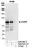 Cytoskeleton-associated protein 2 antibody, A302-151A, Bethyl Labs, Immunoprecipitation image 