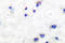 Beta-Secretase 1 antibody, AP06371PU-N, Origene, Immunohistochemistry frozen image 