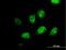 Myeloid leukemia factor 2 antibody, H00008079-B01P, Novus Biologicals, Immunofluorescence image 