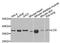 Lysyl Oxidase antibody, A7698, ABclonal Technology, Western Blot image 