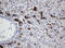 Ubiquitin Conjugating Enzyme E2 J1 antibody, LS-C337794, Lifespan Biosciences, Immunohistochemistry frozen image 
