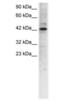 Transcription Factor Like 5 antibody, PA1-24394, Invitrogen Antibodies, Western Blot image 