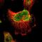 SMAP antibody, NBP1-82457, Novus Biologicals, Immunofluorescence image 