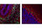 SRY-Box 1 antibody, 4194S, Cell Signaling Technology, Immunofluorescence image 