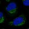 Ligand of Numb protein X 2 antibody, NBP1-81069, Novus Biologicals, Immunofluorescence image 