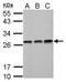 Enoyl-CoA hydratase, mitochondrial antibody, PA5-30013, Invitrogen Antibodies, Western Blot image 