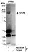Cyclin-dependent kinase 12 antibody, A301-679A, Bethyl Labs, Immunoprecipitation image 
