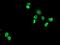 Homeobox C11 antibody, MA5-25460, Invitrogen Antibodies, Immunocytochemistry image 