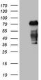 Colony Stimulating Factor 1 antibody, TA806609S, Origene, Western Blot image 