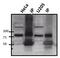 ATR Interacting Protein antibody, PA1-519, Invitrogen Antibodies, Immunoprecipitation image 