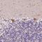 PILR Alpha Associated Neural Protein antibody, NBP1-90541, Novus Biologicals, Immunohistochemistry frozen image 