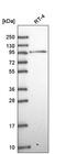 Melanoma-associated antigen D1 antibody, PA5-65365, Invitrogen Antibodies, Western Blot image 