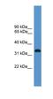 Olfactory Receptor Family 1 Subfamily L Member 8 antibody, orb326306, Biorbyt, Western Blot image 