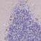 Phosphatidylinositol Glycan Anchor Biosynthesis Class M antibody, PA5-61510, Invitrogen Antibodies, Immunohistochemistry frozen image 