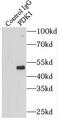 PDK1 antibody, FNab06275, FineTest, Immunoprecipitation image 
