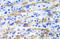 Mitogen-Activated Protein Kinase Kinase 1 antibody, AP21045PU-N, Origene, Immunohistochemistry frozen image 