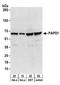 Poly(A) RNA polymerase, mitochondrial antibody, A303-904A, Bethyl Labs, Western Blot image 