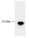 F-Box Protein 17 antibody, NB100-466, Novus Biologicals, Western Blot image 
