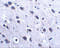 Leucine Rich Repeat And Fibronectin Type III Domain Containing 2 antibody, 5067, ProSci, Immunohistochemistry frozen image 