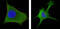 Proto-oncogene Wnt-1 antibody, M00354, Boster Biological Technology, Immunofluorescence image 