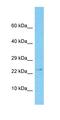 Desumoylating Isopeptidase 1 antibody, orb327369, Biorbyt, Western Blot image 