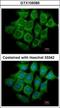Ubiquitin conjugation factor E4 B antibody, GTX109385, GeneTex, Immunocytochemistry image 