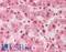 SDH antibody, LS-B11549, Lifespan Biosciences, Immunohistochemistry frozen image 