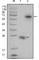 R-Spondin 1 antibody, abx011430, Abbexa, Western Blot image 