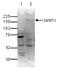 Lysine Demethylase 5C antibody, TA347231, Origene, Western Blot image 
