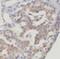 Dynein light chain Tctex-type 1 antibody, FNab02590, FineTest, Immunohistochemistry paraffin image 