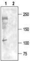 Voltage-dependent T-type calcium channel subunit alpha-1I antibody, TA328728, Origene, Western Blot image 
