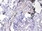 Homer Scaffold Protein 3 antibody, A09145-1, Boster Biological Technology, Immunohistochemistry paraffin image 