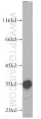 Serine Protease 22 antibody, 18002-1-AP, Proteintech Group, Western Blot image 