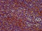 Sialic acid-binding Ig-like lectin 10 antibody, LS-C674254, Lifespan Biosciences, Immunohistochemistry paraffin image 