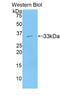 Axin-2 antibody, LS-C292963, Lifespan Biosciences, Western Blot image 