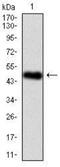 BPI Fold Containing Family A Member 2 antibody, NBP2-37512, Novus Biologicals, Western Blot image 