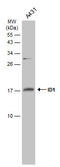 DNA-binding protein inhibitor ID-1 antibody, GTX133738, GeneTex, Western Blot image 