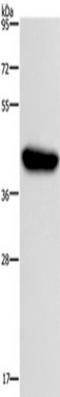 Hypoxia-inducible factor 1-alpha inhibitor antibody, TA351190, Origene, Western Blot image 