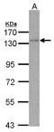 DNA polymerase delta catalytic subunit antibody, LS-C185507, Lifespan Biosciences, Western Blot image 