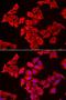 Small muscular protein antibody, LS-C334918, Lifespan Biosciences, Immunofluorescence image 