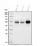 Cytochrome P450 Family 2 Subfamily C Member 19 antibody, M02102, Boster Biological Technology, Western Blot image 