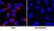 Peptidylprolyl Isomerase B antibody, AF5410, R&D Systems, Immunofluorescence image 