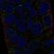 Major Histocompatibility Complex, Class II, DM Alpha antibody, PA5-64969, Invitrogen Antibodies, Immunofluorescence image 