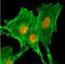 Histone Cluster 4 H4 antibody, NBP2-61559, Novus Biologicals, Immunocytochemistry image 