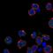 Kirre Like Nephrin Family Adhesion Molecule 2 antibody, HPA074326, Atlas Antibodies, Immunocytochemistry image 