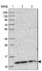 Coiled-Coil-Helix-Coiled-Coil-Helix Domain Containing 5 antibody, PA5-58316, Invitrogen Antibodies, Western Blot image 