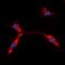Potassium Voltage-Gated Channel Subfamily J Member 11 antibody, orb256642, Biorbyt, Immunocytochemistry image 