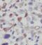 Family With Sequence Similarity 124 Member B antibody, FNab02961, FineTest, Immunohistochemistry frozen image 