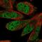 S-Phase Cyclin A Associated Protein In The ER antibody, NBP2-56827, Novus Biologicals, Immunofluorescence image 