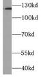 Hypoxia-inducible factor 1-alpha antibody, FNab09940, FineTest, Western Blot image 